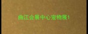 曲江会展中心宠物展