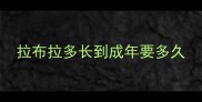 拉布拉多长到成年要多久