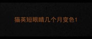 猫英短眼睛几个月变色