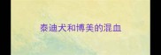 泰迪犬和博美的混血