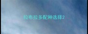 拉布拉多配种选择