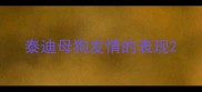 泰迪母狗发情的表现