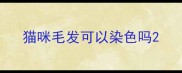 猫咪毛发可以染色吗