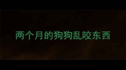 两个月的狗狗乱咬东西