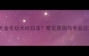 两个月大金毛幼犬吐白沫常见原因与专业应对指南