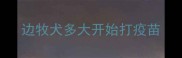 边牧犬多大开始打疫苗