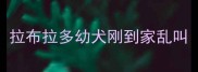 拉布拉多幼犬刚到家乱叫
