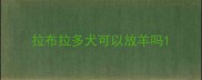 拉布拉多犬可以放羊吗
