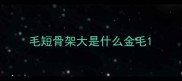 毛短骨架大是什么金毛