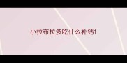 小拉布拉多吃什么补钙
