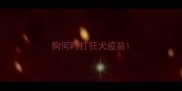 狗何时打狂犬疫苗