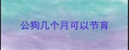 公狗几个月可以节育