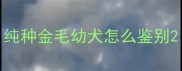 纯种金毛幼犬怎么鉴别