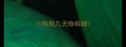 小狗狗几天睁眼睛
