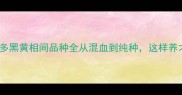 拉布拉多黑黄相间品种全从混血到纯种这样养才科学