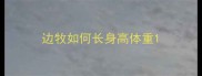 边牧如何长身高体重