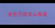 金毛弓背怎么恢复