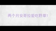 两个月安哥拉爱吃野草