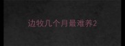 边牧几个月最难养