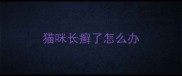 猫咪长癣了怎么办