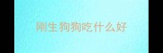 刚生狗狗吃什么好