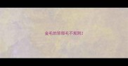 金毛的背部毛不规则