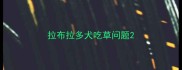 拉布拉多犬吃草问题