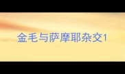金毛与萨摩耶杂交