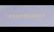 拉布拉多寻回犬脱毛不