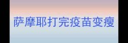 萨摩耶打完疫苗变瘦