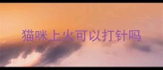 猫咪上火可以打针吗