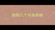 狗狗几个月换狗粮