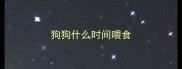 狗狗什么时间喂食