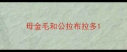 母金毛和公拉布拉多