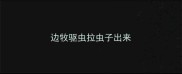 边牧驱虫拉虫子出来