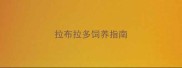 拉布拉多饲养指南