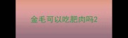 金毛可以吃肥肉吗