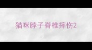 猫咪脖子脊椎摔伤