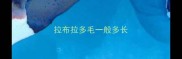 拉布拉多毛一般多长