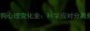 宠物寄养期间狗狗心理变化全科学应对分离焦虑与行为异常