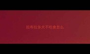 拉布拉多犬不吃食怎么