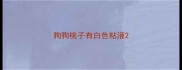 狗狗桃子有白色粘液