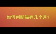 如何判断猫有几个月