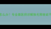 猫咪换毛期没胃口怎么办专业兽医师详解换毛期食欲不振的7大应对策略