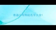 泰迪小母狗起名字大全