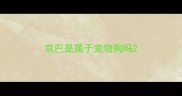 京巴是属于宠物狗吗