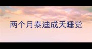 两个月泰迪成天睡觉