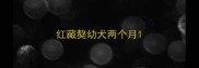 红藏獒幼犬两个月