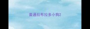 普通拉布拉多小狗