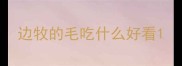 边牧的毛吃什么好看